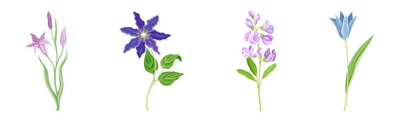 Wall Mural - Purple Flowers on Stem as Meadow or Field Plant Vector Set