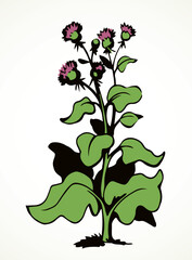 Wall Mural - Big blooming burdock. Vector drawing