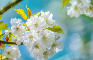 a close-up shot of a branch from a tree adorned with white flowers, ideal for use in lifestyle or st