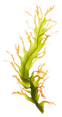 Sticker - PNG Ocean seaweed white background freshness vegetable.