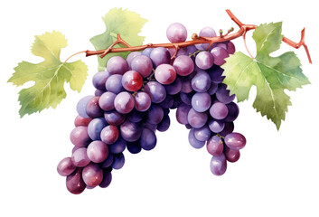 Wall Mural - PNG Grapes fruit plant food.