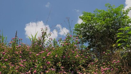 Canvas Print - 大和川の河川敷に咲くランタナの花