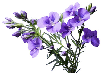 Wall Mural - PNG Lavender blossom flower plant. 