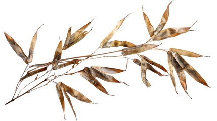 Wall Mural - dried bamboo leaves Isolated on white background