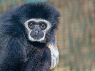 Wall Mural - Portrait of a female White-handed gibbon, Hylobates lar