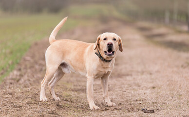 Wall Mural - Labrador dog in the dirth road