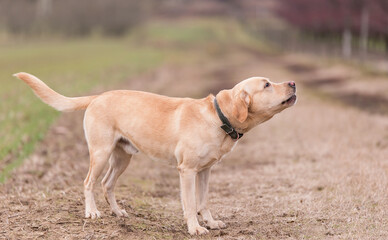 Canvas Print - Labrador dog howling in the dirth road