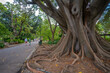 © robertharding - View of large rubber tree, the Company's Garden Giant, Company's Garden, Cape Town, Western Cape