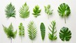 © patungkead - Set of green plants isolated on white background, top view