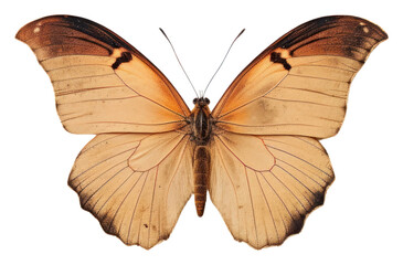 Wall Mural - PNG Real Pressed butterfly animal insect moth.