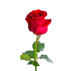 Wall Mural - red rose transparent png