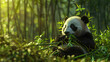 © Phakawan - Captivating panda moment: a panda enjoys eating in the bamboo forest, beautifully documented.