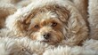 © Supasin - Generate an image of a dog enveloped in its fluffy fur