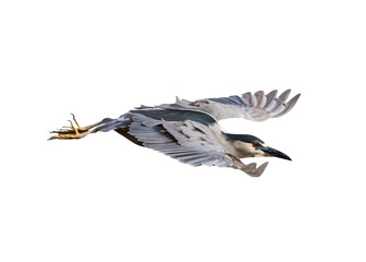 Wall Mural - Black-Crowned Night Heron (Nycticorax nycticorax) Photo, in Flight on a Transparent Isolated PNG Background