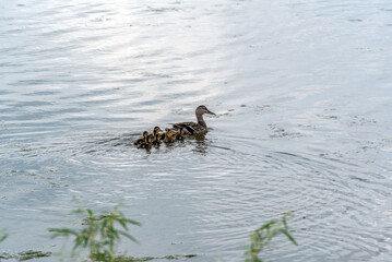 Sticker - Mallard Hen And Her Ducklings Swimming On Fox River In Spring In De Pere, Wisconsin