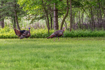 Wall Mural - Wild Turkeys In The Field In Spring In Wisconsin