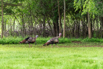 Wall Mural - Wild Turkeys In The Field In Spring In Wisconsin