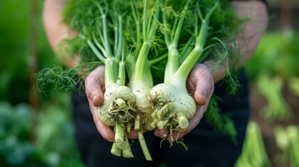 Wall Mural - farmer holding fennel with its green leaves and horseradish roots generative ai