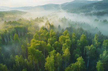 Wall Mural - misty morning in the mountains