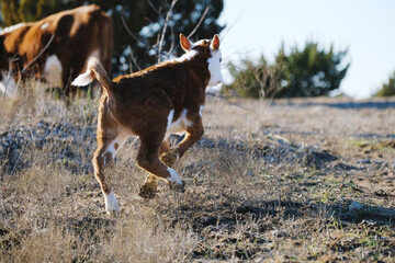 Wall Mural - Playful Hereford calf in Texas ranch field, running uphill.