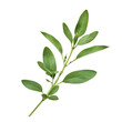 © Sathaporn - fresh green herb sprig isolated on transparent background. generative ai