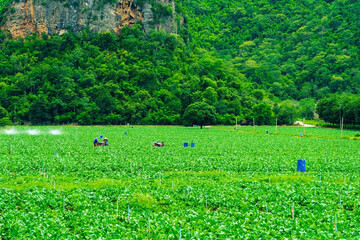 Wall Mural - Beautiful scenery of Chinese broccoli or Chinese kale in line grow on field with mountain in background. Vegetable farming. Harvest of agricultural products by farmers.Take care of growing vegetables.