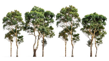 set of eucalyptus  trees with isolated transparent background