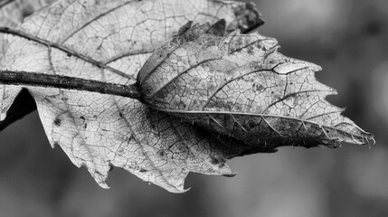 Poster - A leaf is shown in black and white, with a focus on its veins