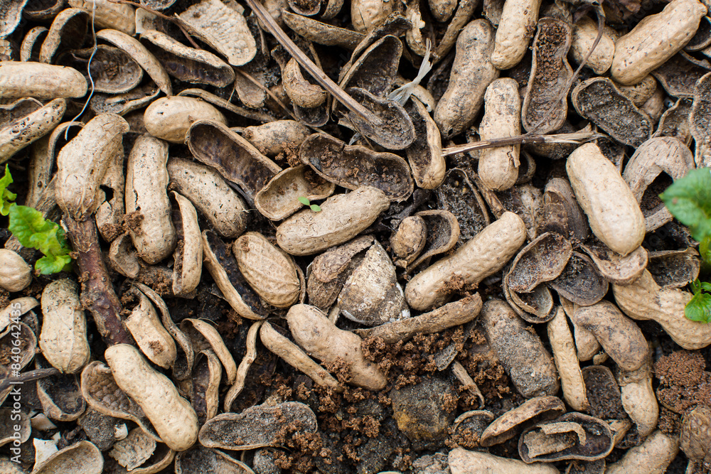 Overhead view of peanut shells being used as mulch, top view of ...