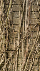 Wall Mural - Dried vines on the wall of the building.