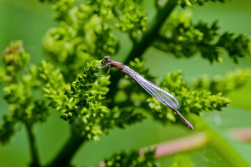 Sticker - Damseflies. In many species of Damselflies adults change colour as they mature. 