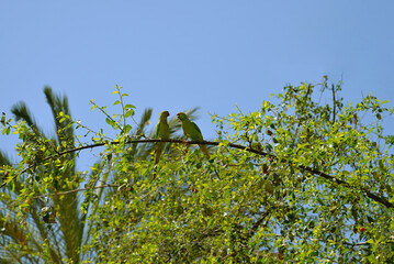 Canvas Print - Closeup of two green parrots standing on a tree branch, natural environment, outdoors. Kissing, feeding