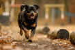 © Lelik - Rottweiler dog running energetically on a dirt path in an autumn setting