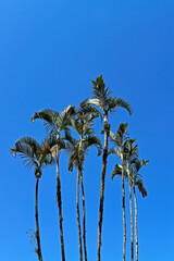 Wall Mural - Palm trees and blue sky in Rio de Janeiro, Brazil