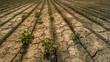 © fotogurmespb - Overhead view of an expansive, barren plantation with visible cracks in the earth and dead crops