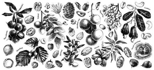 Vector nut branches and nuts collection