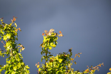 Wall Mural - flowers on blue sky background