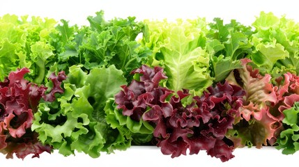  A row of lettuce leaves with red and green leaves in the midst of a lettuce row, on a white background