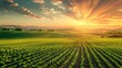 © JP STUDIO LAB - High-angle view of extensive green farmland at sunrise, showing orderly crop rows and a colorful sky, illustrating agricultural beauty, photo realistic, isolated background, plenty of copy space