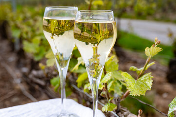 Tasting of brut champagne sparkling wine outdoor with view on pinot noir gran cru vineyards of famous champagne houses in Montagne de Reims by Verzenay, Champagne, France