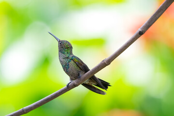 Copper-rumped hummingbird looking perching on a stick and looking up.