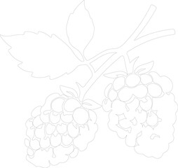 Wall Mural - blackberry outline