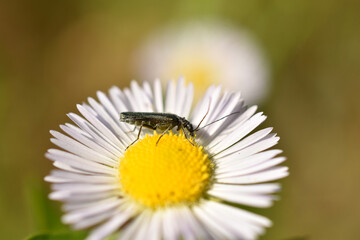 Wall Mural - A closeup of the green Oedemera virescens beetle on meadown buttercup, Ranunculus acris