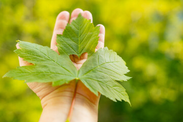 Wall Mural - heart-shaped green leaf in female hand, background summer mood concept, seasonal rejuvenating power nature, healthy lifestyle, rejuvenating power nature, time outdoors