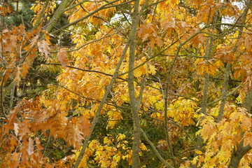 Wall Mural - magical autumn landscape unfolds with yellow and orange leaves of swamp oak, detaching from branches and gracefully descending. Nature prepares for winter slumber