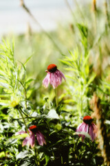 Wall Mural - ladybug on a flower