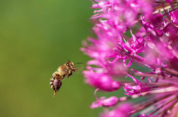 Wall Mural - a small hardworking bee collects nectar from a flower in a summer meadow