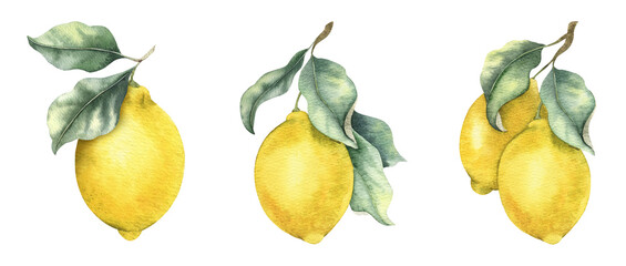 Set of Lemon Branches with fruits and leaves. Isolated hand drawn watercolor illustration. Tropical citrus fruit. Design for menu, package, cosmetic, textile, cards