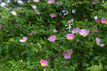Wall Mural - flowering rosehip bush in the garden. concept of use in perfumery