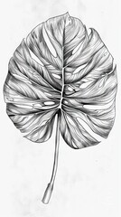 Wall Mural - Monstera leaf sketch by hand drawing. Leaf art highly detailed in line art style. Monstera is plant of tropical. Leaf for paint to pattern or wallpaper. AI generated illustration